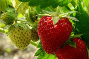 Perfect pick: You can grow your own berries in your backyard