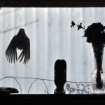 A bird flies against the window of a home in Carlton, Washington. (Sue Misao / The Herald)