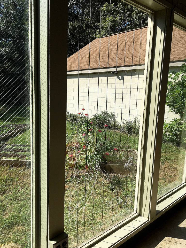 Window applications, like this by Acopian BirdSavers, can help prevent bird-window collisions. (Jacob Ewald)