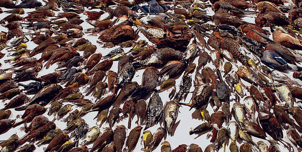 All of the birds in this photo, taken in Canada, died from collisions with windows. Birds cant see glass the way humans can. (Kenneth Herdy)