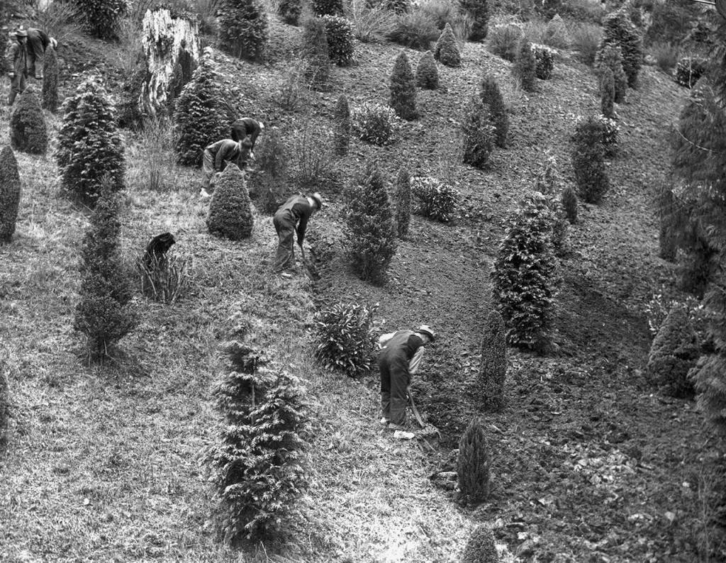 The 1930s WPA project transformed Forest Park with a redesigned landscape that included terraced hillsides, specimen and native plantings, pasture for deer, elk and bison, extensive winding trails and several structures built in the rustic timber-and-log style popular in national parks. (Everett Public Library)