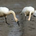 A trumpeter swan nibbles at a potato it dug out of a field along Moore Road south of Mount Vernon. (Andy Bronson / The Herald)