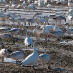 Snow geese dig potatoes out of a field on Fir Island in Skagit County. Early rains last fall prevented farmers from a full harvest, leaving a banquet for geese and swans. (Bud McDole)