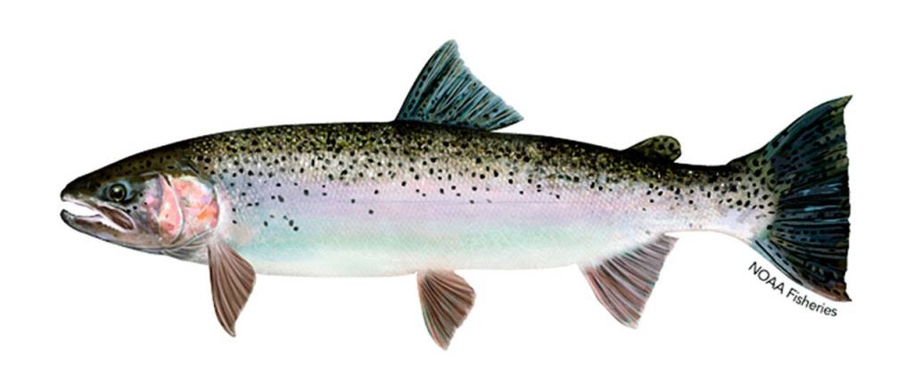 A wild steelhead, which has an intact adipose fin between the tail and dorsal fins. (NOAA)