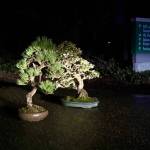 The trees, estimated to be worth thousands of dollars, were stolen from the secured, public display Sunday morning. (Pacific Bonsai Museum)