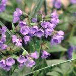 Great Plant Pick: Pulmonaria ‘Benediction,’ aka lungwort