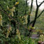 Great Plant Pick: Stachyurus praecox aka stachyurus