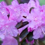 Great Plant Pick: Rhododendron ‘PJM Elite,’ hybrid rhododendron