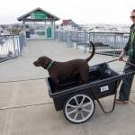Andy Bronson / The Herald                                 Kelly Jane Heindel takes her chocolate lab, Josie, for a ride in a cart at the Everett Marina. She has been operating her own boat cleaning business, Green Heron Boat Detail, since she was 26.