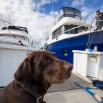 Josie, a chocolate lab, sits patiently as Kelly Jane Heindel, who founded Green Heron Boat Detail, cleans a 40-foot yacht at the Everett Marina. (Andy Bronson / The Herald)