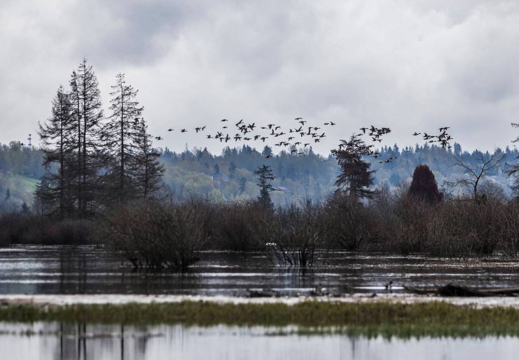 A large flock of ducks fly above the recently restored wetland area of Smith Island along Union Slough on April 11, 2019 in Everett. (Olivia Vanni / Herald file)