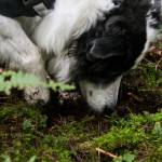 Kristin Rosenbach always fills the shallow holes dug by Callie and her three other truffle-hunting dogs. (Olivia Vanni / The Herald)