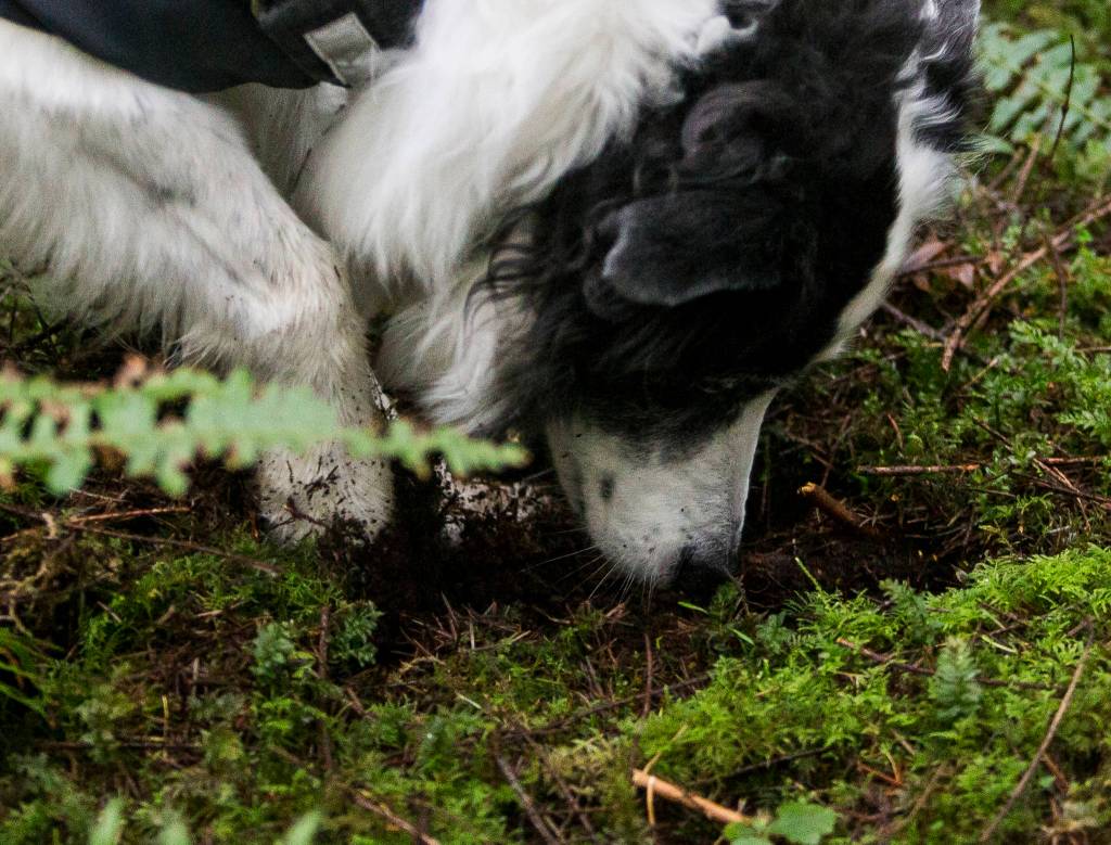 Kristin Rosenbach always fills the shallow holes dug by Callie and her three other truffle-hunting dogs. (Olivia Vanni / The Herald)