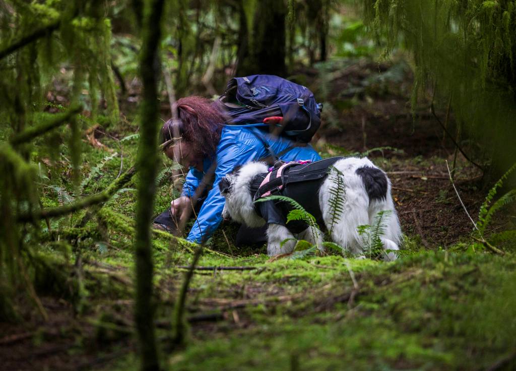 Kristin Rosenbach smiles at Callie as they search the ground where Callie indicated a truffle was present. (Olivia Vanni / The Herald)