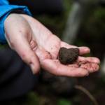 A small Oregon black truffle found by Callie on private forestland in Snohomish County. Kristin Rosenbach sometimes sells the truffles she doesnt keep to local chefs. (Olivia Vanni / The Herald)