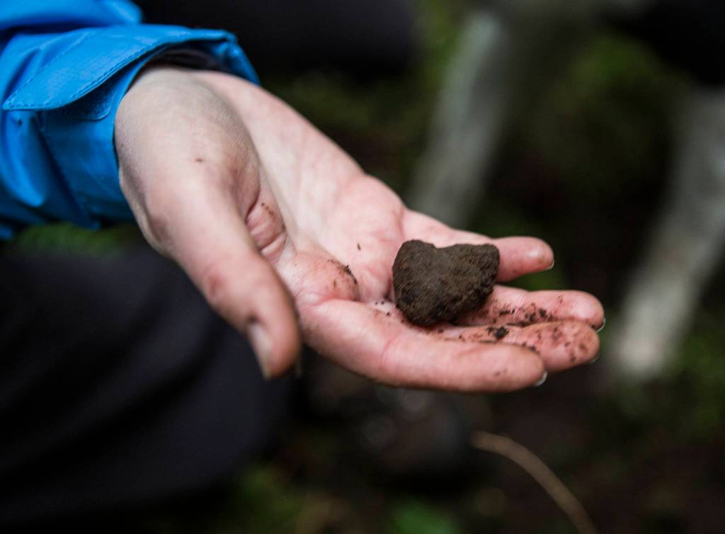 A small Oregon black truffle found by Callie on private forestland in Snohomish County. Kristin Rosenbach sometimes sells the truffles she doesnt keep to local chefs. (Olivia Vanni / The Herald)