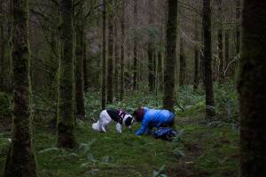 Truffle-tracking dogs find the delicacy in local forestlands