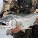 Coho runs expected in the ocean and in Puget Sound dropped significantly this year. (Photo by Mike Benbow)
