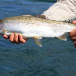 Runs of coho in local rivers are expected to be poor this year. (Photo by Mike Benbow)