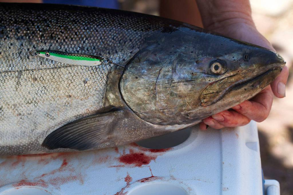 A Chinook salmon caught near Tulalip Bay. (Photo by Mike Benbow)