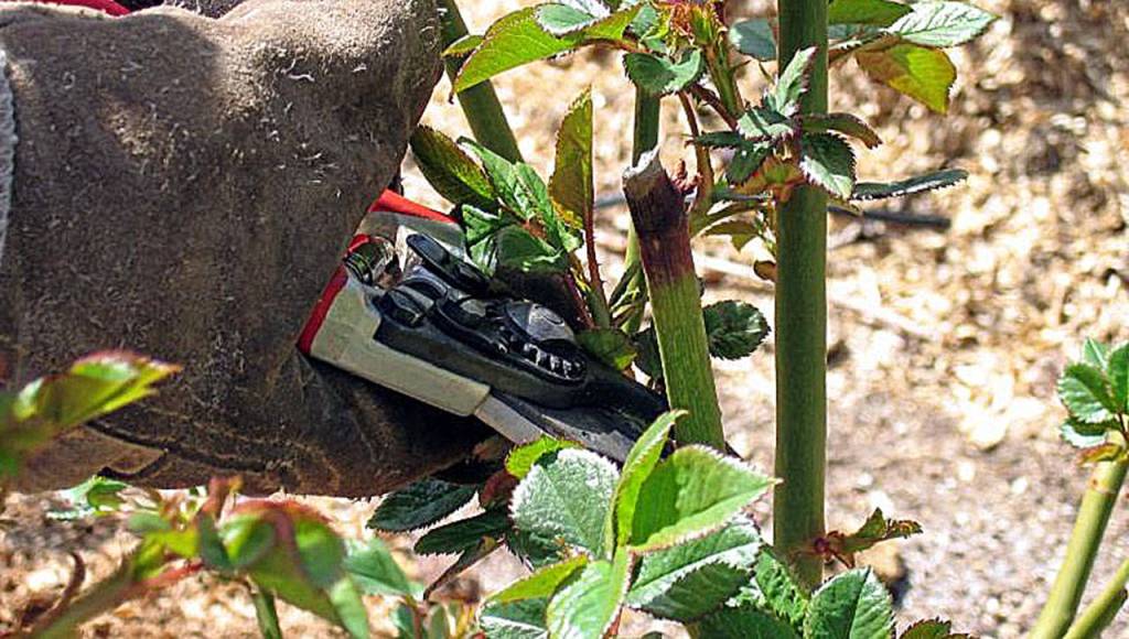 Get out your pruning shears and give your roses from serious attention in March. (Nicole Phillips)