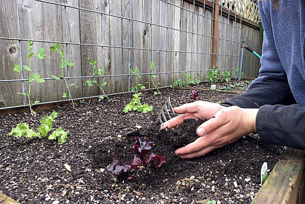 There are tons of documented health benefits from gardening. (Nicole Phillips)