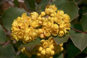 Great Plant Pick: Mahonia repens, creeping Oregon grape