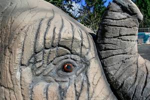 A pachyderm appears to have freed himself from a fence at Everetts Forest Park. Created by Themed Concepts, the 9 foot-long elephant, made of concrete reinforced with glass fiber, will become a climbing structure for kids in the parks playground currently being renovated. (Dan Bates / The Herald)