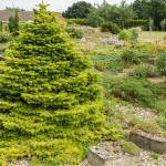 Great Plant Pick: Abies nordmaniana ‘Golden Spreader,’ Caucasian fir