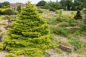 Great Plant Pick: Abies nordmaniana ‘Golden Spreader,’ Caucasian fir