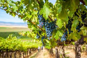 The secret sauce behind some of the Northwest’s top red blends