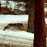 In this 1995 photo, a wolf leaps across a road into the wilds of Central Idaho. (AP Photo/Douglas Pizac, File)