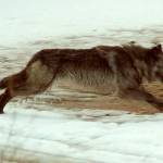 Idaho wildlife agency kills 17 wolves in Lolo Zone