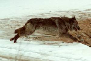 Idaho wildlife agency kills 17 wolves in Lolo Zone