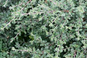Great Plant Pick: Cotoneaster glaucophyllus, gray-leaf cotoneaster
