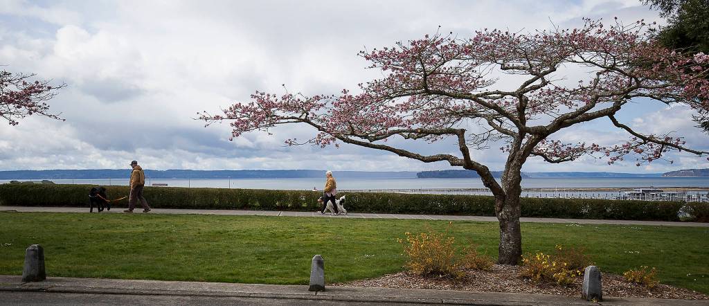 Dog walkers at Grand Avenue Park on Wednesday in Everett. (Andy Bronson / The Herald)