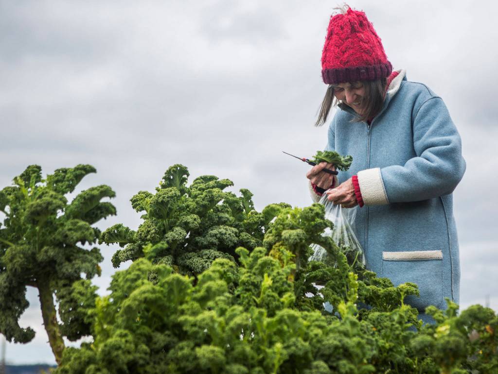 Janet Pohl trims off pieces of kale from her large plant at the Bayside Neighborhood P-Patch on Saturday in Everett. She has been a part of the P-Patch for more than 15 years. (Olivia Vanni / The Herald)