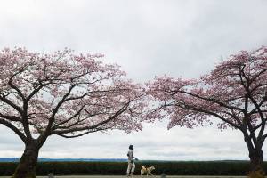 Staying home without gyms means we should all tour the ’hood