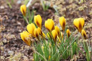 Great Plant Pick: Crocus ‘Goldilocks,’ Goldilocks crocus