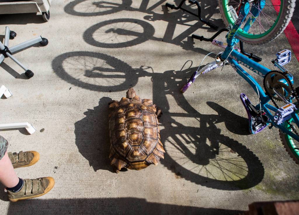 Raja walks by a row of bicycles and people on Feb. 27 in Clinton. (Olivia Vanni / The Herald)