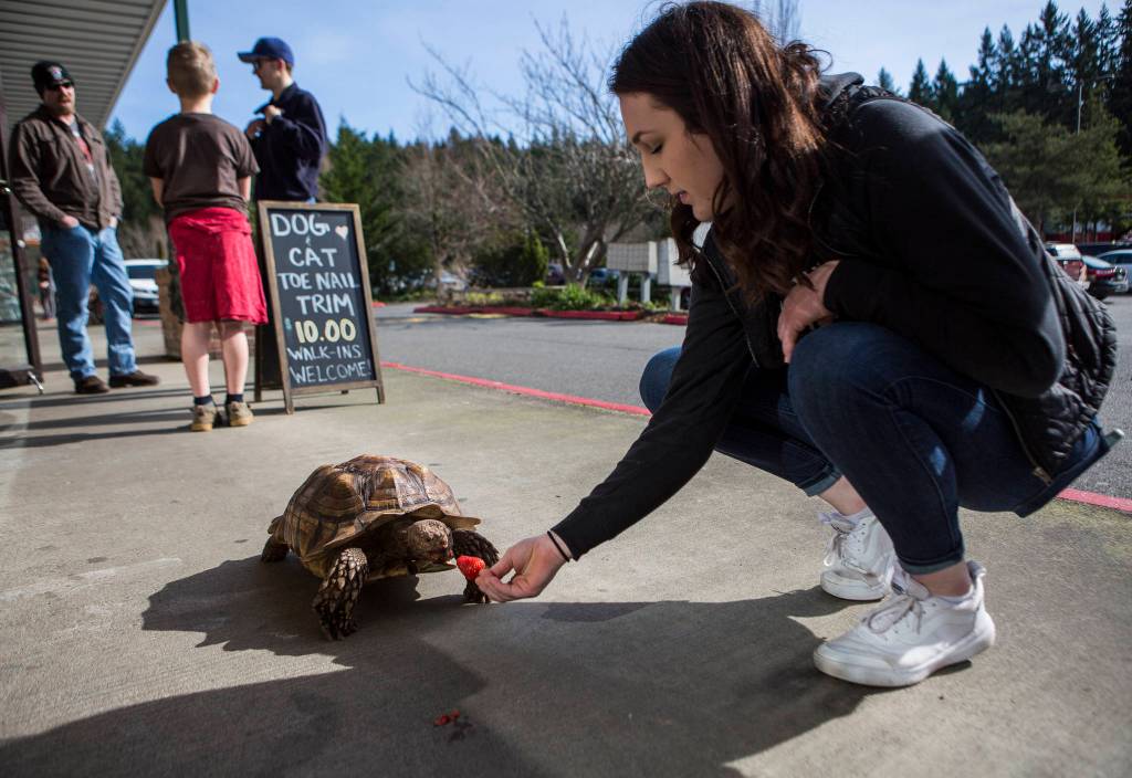 Melody Wilkie feeds Raja a strawberry on Feb. 27. Raja is owned by Melodys mother, Debbie Wilkie, but because of tortoises long life spans he will eventually belong to Melody. (Olivia Vanni / The Herald)
