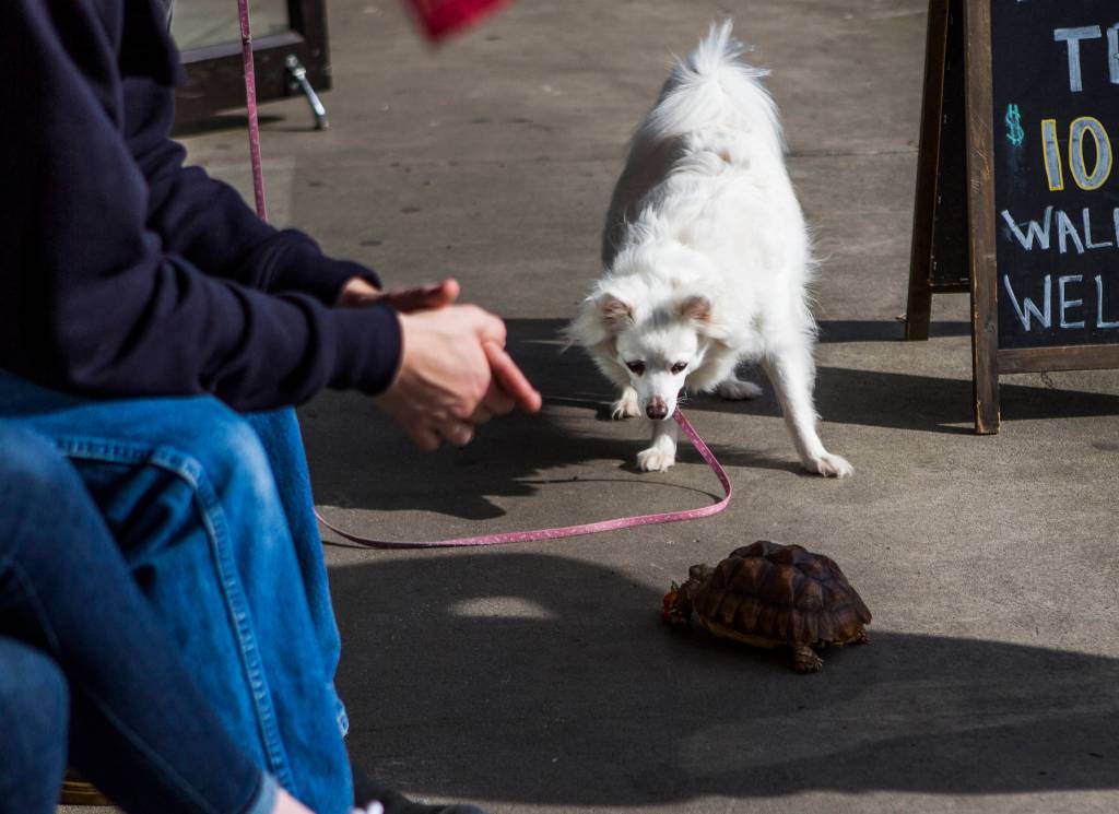A dog checks out Max, another sulcata tortoise rescued by Critters & Company Pet Center in Clinton. (Olivia Vanni / The Herald)