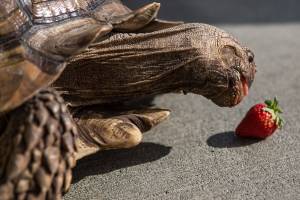 Turtle power! The pet shop where this tortoise lives is open