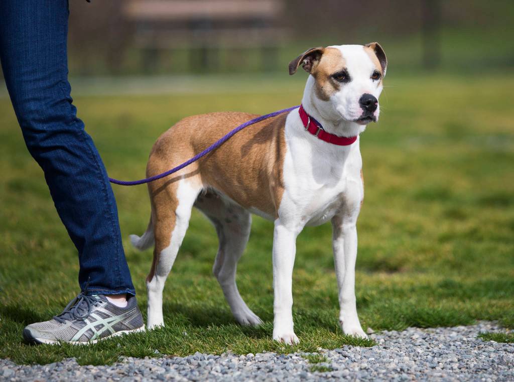 Tequila takes a break during walk time at the Everett Animal Shelter on Saturday in Everett. Tequila is new to the shelter and is currently available for adoption. (Olivia Vanni / The Herald)