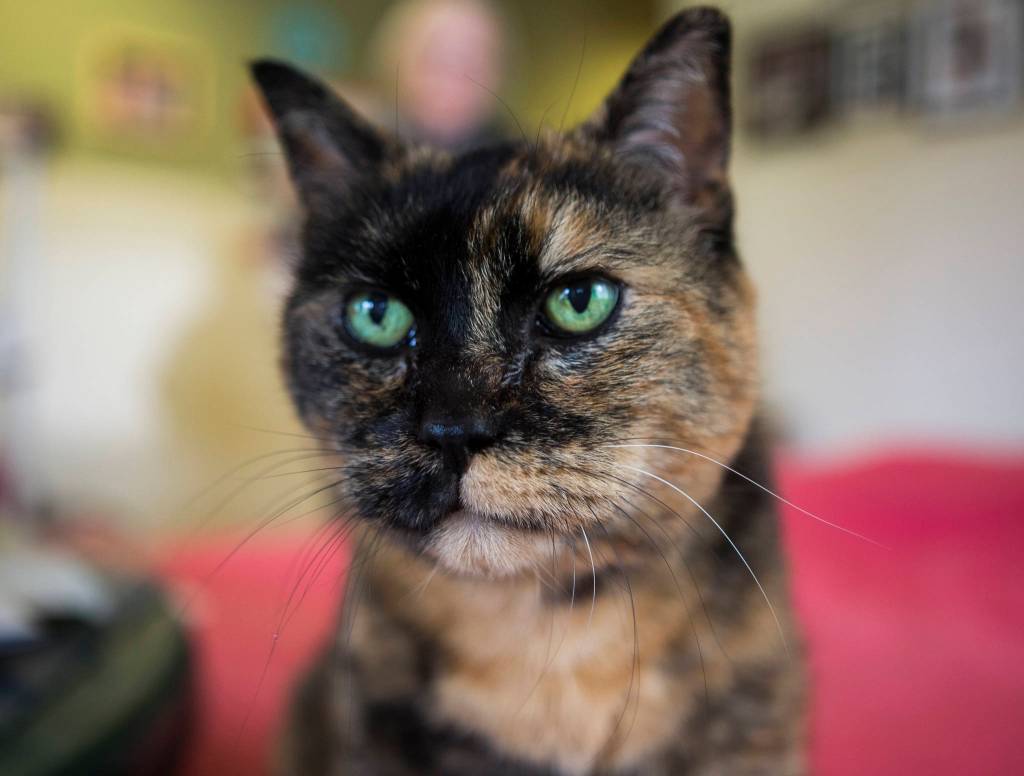 Squeakers, a 13-year-old tortie, is set up to be adopted from the Purrfect Pals Sanctuary. (Olivia Vanni / The Herald)