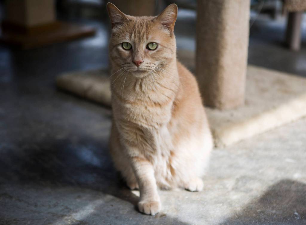 Legolas Chester, a three-legged domestic shorthair buff tabby, sits in the sun out on one of the catios at the Purrfect Pals Sanctuary on Saturday in Arlington. Legolas Chester is one of the cats currently available for adoption. (Olivia Vanni / The Herald)