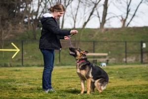 Animal shelters limit adoptions, intake of stray animals