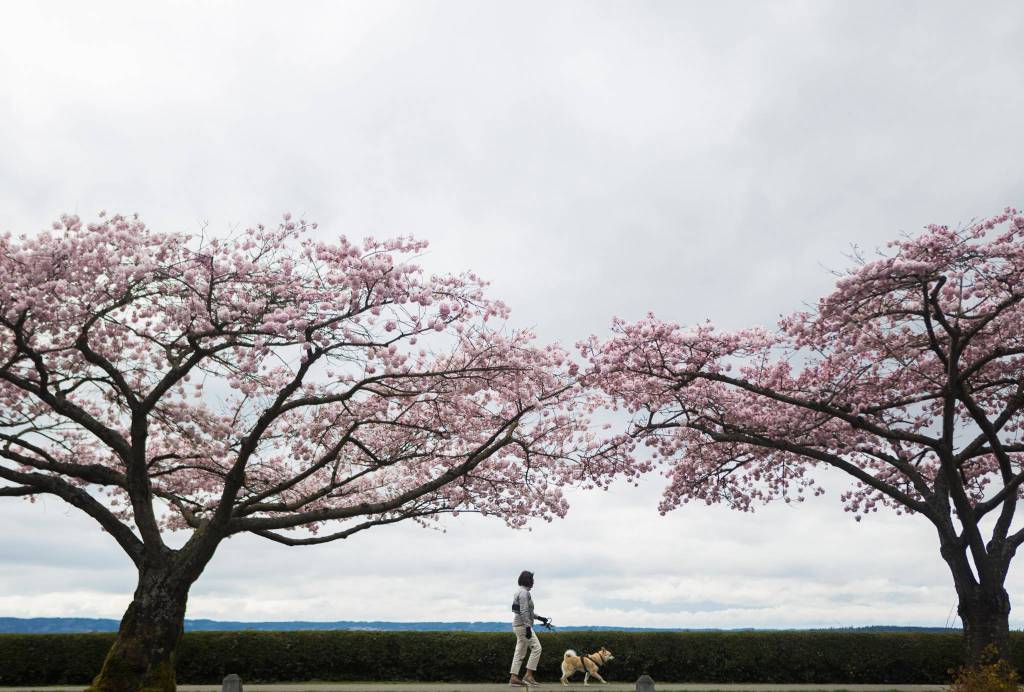 A woman walks her dog past the cherry trees in bloom along Grand Avenue Park on March 28 in Everett. (Olivia Vanni / The Herald)
