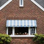 A line of teddy bears sit in the window of a home along Rucker Avenue on April 3 in Everett. (Olivia Vanni / The Herald)