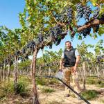 Jason Gorski, director of winemaking and viticulture for DeLille Cellars, checks on fruit at historic Weinbau Vineyard on Washingtons Wahluke Slope. (Richard Duval Images)